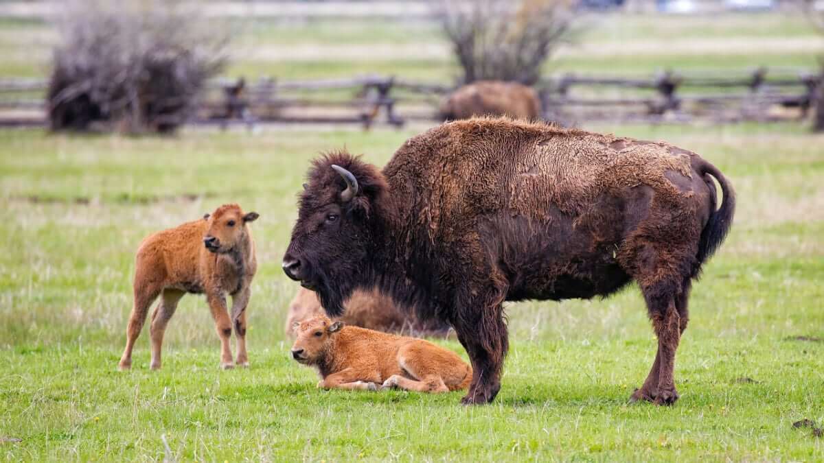 Bison with calf in Kansas