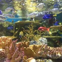 Visit the Boston Aquarium on a Boston mission trip or pilgrimage with Wonder Voyage.