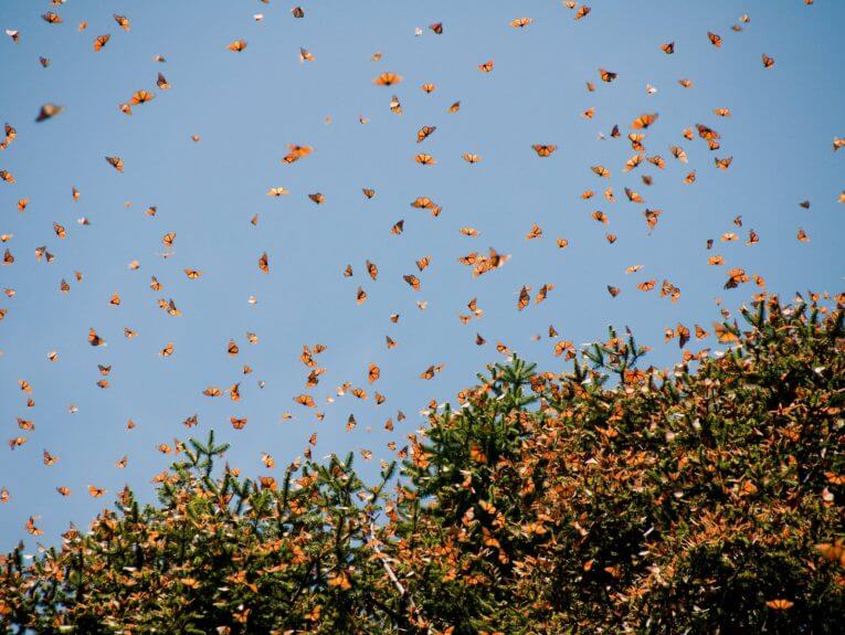 Mexico Monarch Butterfly Adventure
