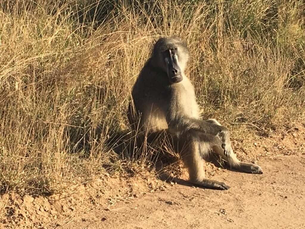 Baboon sitting on the side of the road.