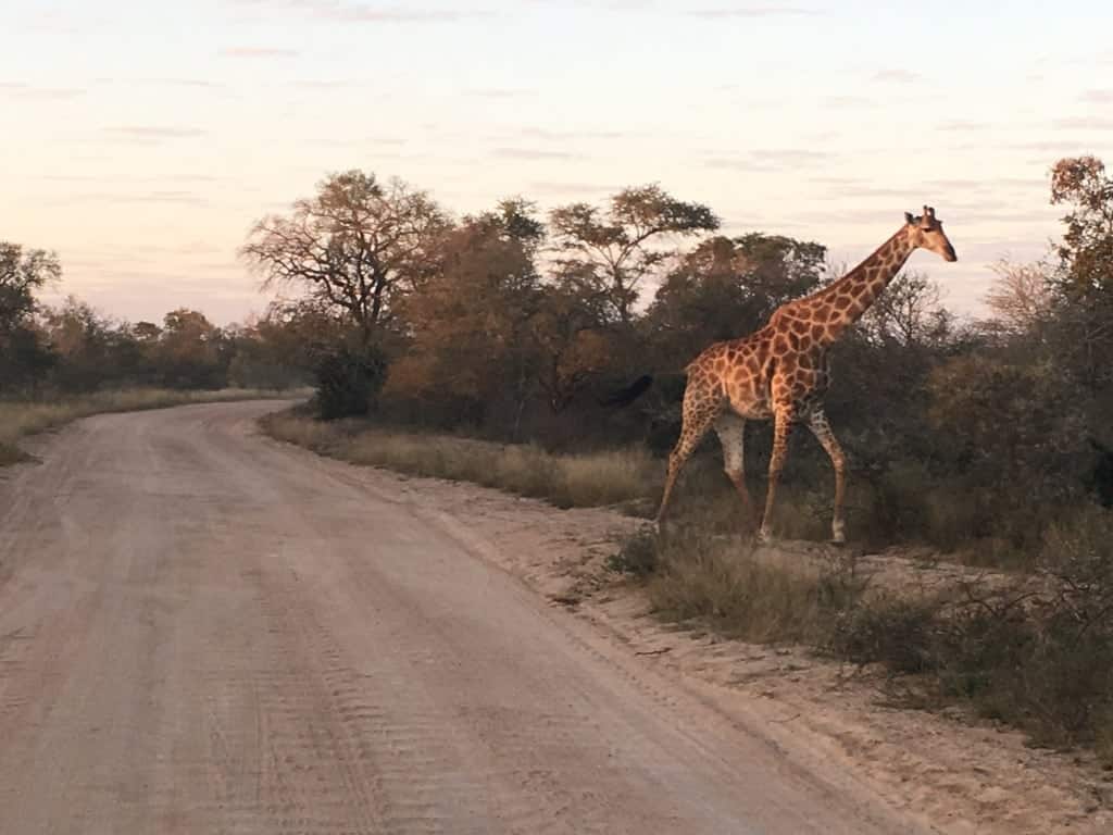 Giraffe crossing the road.