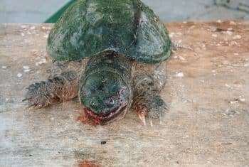 Turtle Aftermath